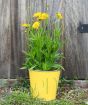 Coreopsis in yellow pail