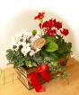 Merry Christmas wooden planter