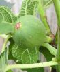 Large Fig Fruit