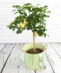 Large Lemon Tree with Gin and Tonic in giant green pattern pail