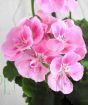 pale pink geranium