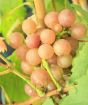 Chasselas rose grapes