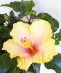 Yellow hibiscus  flower