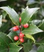 Holly and berries