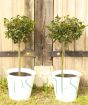 Holly trees in metal pails