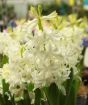 White hyacinth in flower