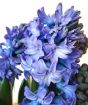 Blue Hyacinth Close up