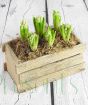 Hyacinth Box with flower buds forming