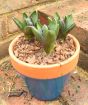 Hyacinth Pot