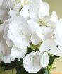 Close up of white hydrangea bloom