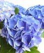 Young Hydrangea