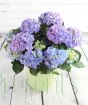 Hydrangea with blooms