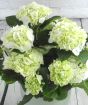 White hydrangea in full bloom from above