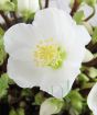 Indoor Hellebore crisp white flower close up