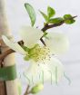 White Japanese Quince flower