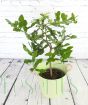 Large Kaffir Lime in a giant green pail