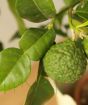 Close up of Kaffir lime leaves