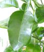 Kaffir Lime leaf close up