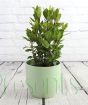Small Bay Bush in pale green ceramic pot