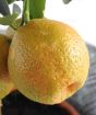 Close up of ripening Kucle fruit