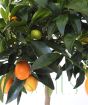 Closeup of ripening kumquats