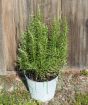 Large Rosemary plant