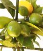 Limequat fruit on trellis