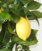 Closeup of lemon fruit