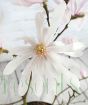 Magnolia stellata flower close up