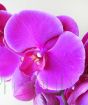 Vibrant pink moth orchid