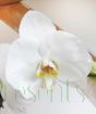 Closeup of moth orchid