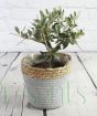Olive Bush in Seagrass Basket
