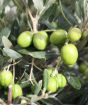 olive tree in fruit