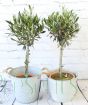 Pair of olive trees in patterned and zigzag pail