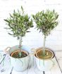 Pair of Olive trees      