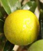 Ripening Orangequat fruit