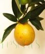Closeup of orangequat fruit