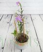 Epidendrum Orchid in seagrass container