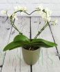 Love Heart Orchid