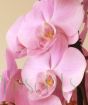 Pale pink moth orchid