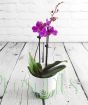Purple moth orchid in ceramic