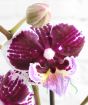 Close up of moth orchid flower