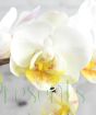 White and yellow moth orchid