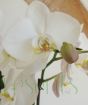 Moth orchid flower and bud