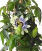 Close up of passionflower and bud