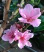 nectarine blossom