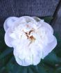 White Peony flower