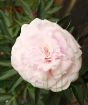 Pale pink Peony flower