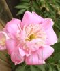 Pink Peony flower