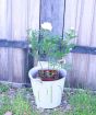 Peony plant in metal pail